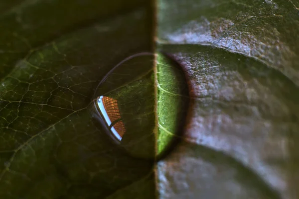 Капля Дождя Зеленом Листе — стоковое фото