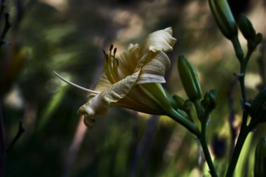 Tomurcuklu güzel sarı çiçek