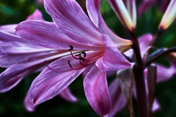 Красивый Цветок Белыми Пурпурными Лепестками — стоковое фото