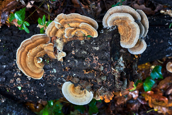 Fallen tree trunk in the forest, surrounded by leaves, full of wild mushrooms