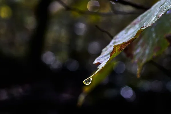 Tree Leaf Middle Forest Raindrop Tip — Stock Photo, Image