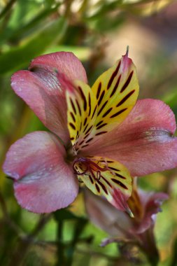 Siyah noktalı sarı yapraklı güzel çiçek ve pembe yaprakların yanında mor çeltik.