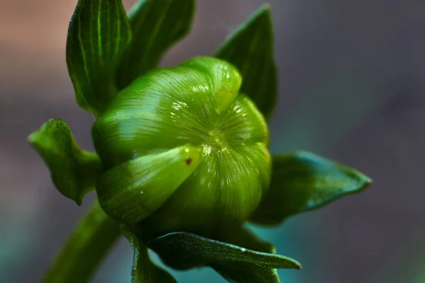 Крупный План Зеленого Закругленного Бутона Георгины Листьями Стебле — стоковое фото