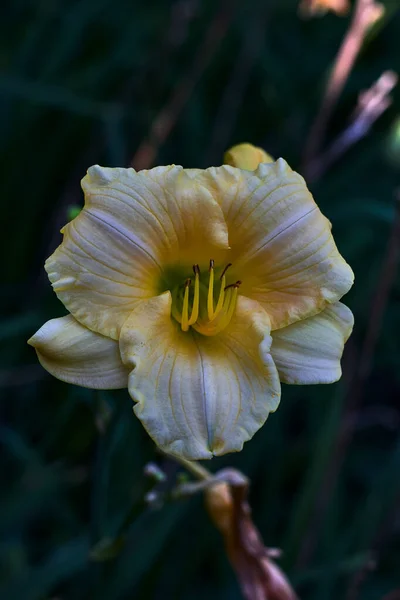 Gros Plan Une Belle Délicate Fleur Aux Pétales Jaunes Pistil — Photo