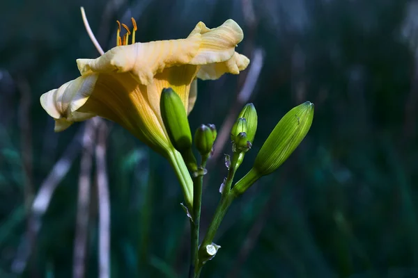 Detailní Záběr Krásné Jemné Květiny Žlutými Okvětními Lístky Oranžovou Pistolí — Stock fotografie