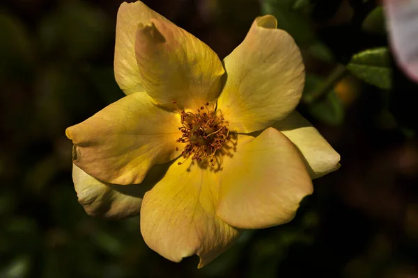 一只美丽的蔷薇的特写 花瓣淡黄 雌蕊红色 — 图库照片