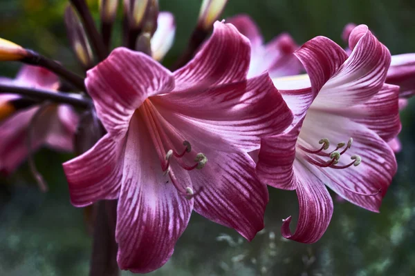 Krásná Rostlina Fialovými Bílými Okvětními Lístky Dlouhým Růžovým Pístem — Stock fotografie