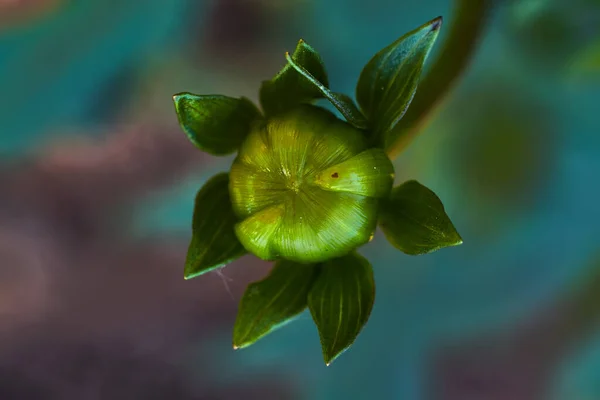 Yeşile Yakın Çekim Yuvarlak Tomurcuklu Bir Yıldız Çiçeği Sapında Yapraklar — Stok fotoğraf