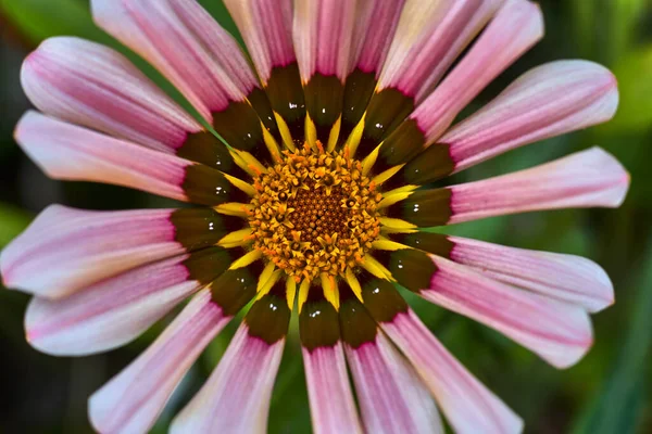 Flower White Pink Petals Yellow Pistil — Stock Photo, Image