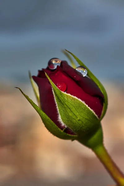 Bud Verde Uma Rosa Vermelha Com Três Gotas Chuva Suas — Fotografia de Stock