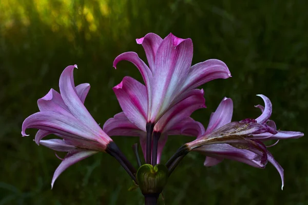 Hermosa Planta Flores Múltiples Con Magenta Pétalos Blancos Pistilo Rosa — Foto de Stock