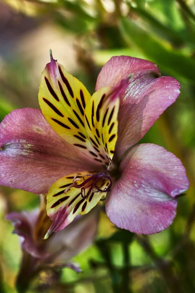 Beautiful flower with yellow petals with black spots, and purple pistil next to pink petals, in a garden