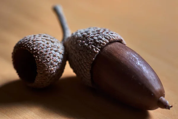 Brown Acorn Next Empty Shell Wooden Table — Stock Photo, Image