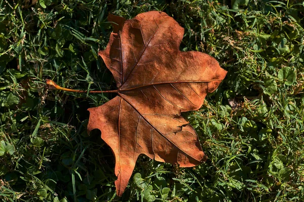 Suche Liście Drzew Jesienią Spadają Zieloną Trawę Parku — Zdjęcie stockowe