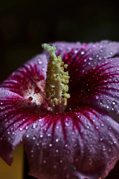 Fiore Spettacolare Con Pistillo Giallo Allungato Bagnato Gocce Pioggia Sui — Foto Stock