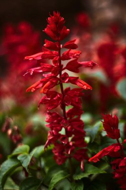 Bahçede, daha çok benzer bitkilerle çevrili güzel kırmızı yapraklı bitkiler.