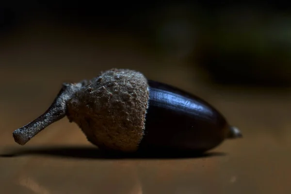 Brown Acorn Its Shell Wooden Table — Stock Photo, Image