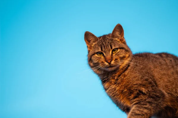 gökyüzünde sevimli kedi