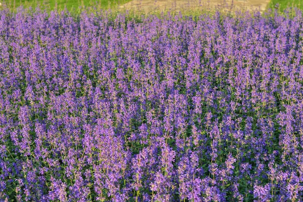 lavender background, lavender field closeup, purple wildflower