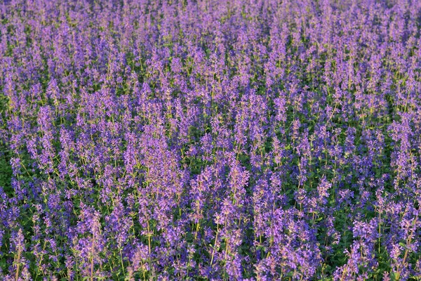 lavender background, lavender field closeup, purple wildflower