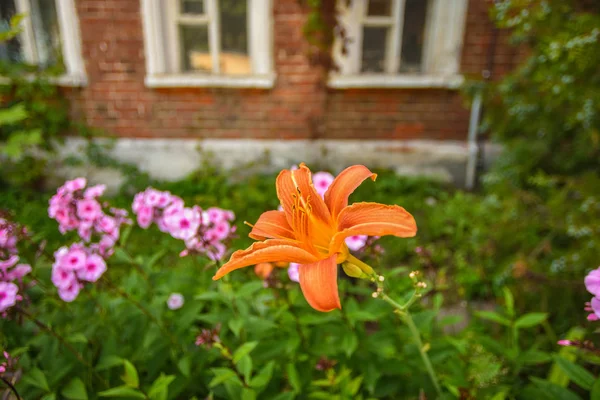 orange lily flower close-up, orange lily in the garden