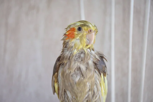 angry bird, wet bird, wet cockatiel after swimming