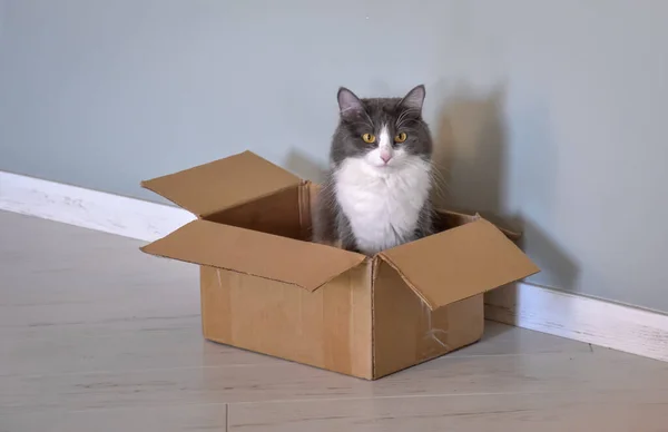 cat sitting in a box, cat portrait