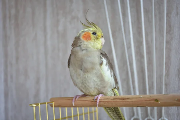 gray parrot cockatiel sits on perch, gray parrot