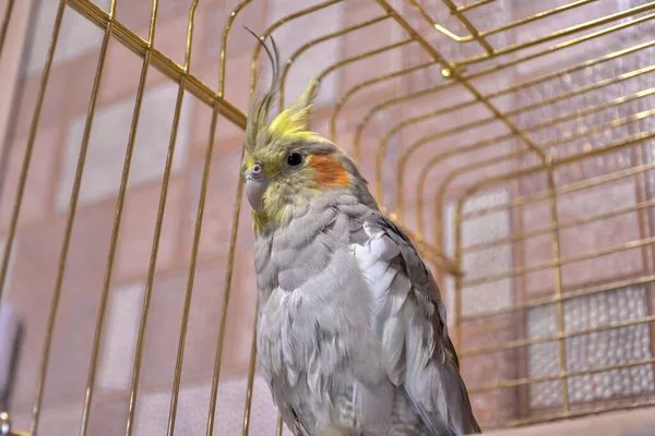 parrot gray cockatiel in cage, parrot behind bars