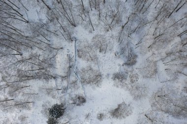 Kış orman dron görünümü