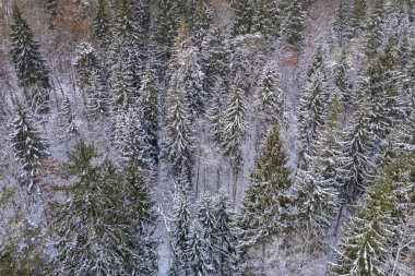 Kış orman dron görünümü