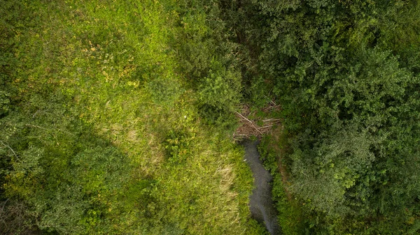 Vue par drone de la forêt et du ruisseau . — Photo