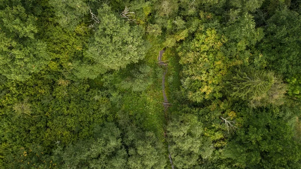 Drone view of forest and stream.