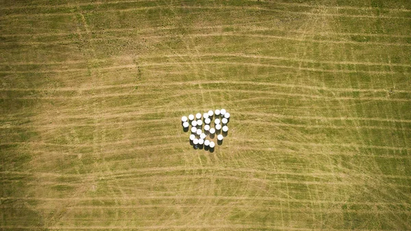 Uitzicht op weilanden gewend drone gemaaid gras voor dieren — Stockfoto