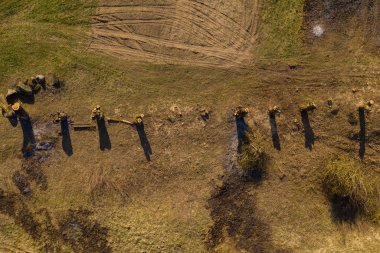 Drone ağaç kütükleri yukarıdan aşağıya görünümü