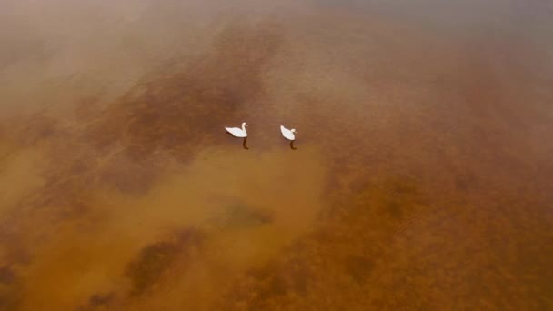 Aerial View Swans Swimming Lake Sunny Spring Day — Stock Video