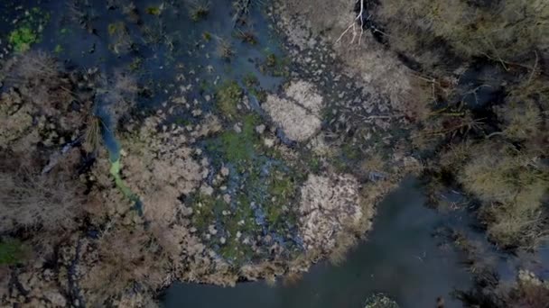 Aerial Drone Bilder Små Träsk Soliga Våren Kväll Dag — Stockvideo