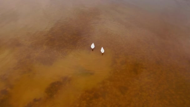 Luchtfoto Van Zwanen Zwemmen Het Meer Tijdens Zonnige Lente Dag — Stockvideo