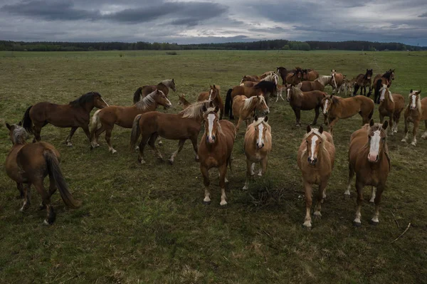 Horses walking on pasture, drone view of green landscape with a herd of brown horses.