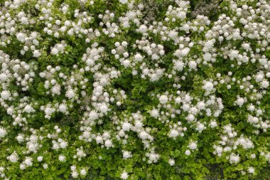 Sosnowsky'nin hogweeds ile çayır drone yukarıdan aşağıya görünümü