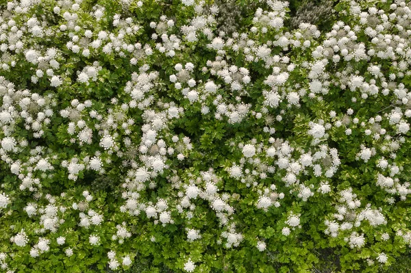 Sosnowsky'nin hogweeds ile çayır drone yukarıdan aşağıya görünümü