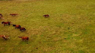 Merada otlayan atların kuş bakışı görünümü, çayırda at sürüsünün drone yukarıdan aşağıya görünümü.