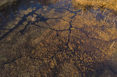 Sel basmış ormanın insansız hava aracı görüntüsü bahar günü yavaşça bataklığa dönüşüyor.