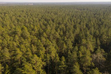 Bahar günü orman tepe örtüsü manzarası.