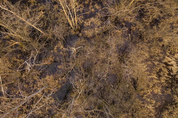 Drone view of flooded forest. Forest turning to swamp in rural landscape during spring day