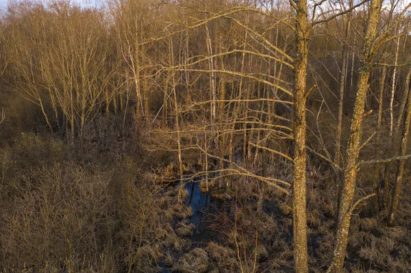 Drone view of flooded forest. Forest turning to swamp in rural landscape during spring day