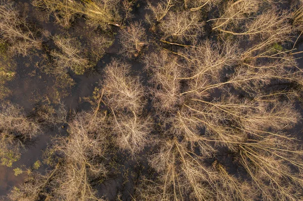 Drone view of flooded forest during spring day