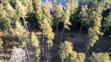 Arka planda yüksek çam ağaçları ve gölü olan bir ormanın havadan görünüşü..