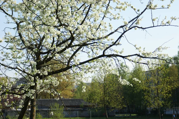 Natur Blumen Des Apfels Frühling Blühende Bäume Schöner Hintergrund — Stockfoto