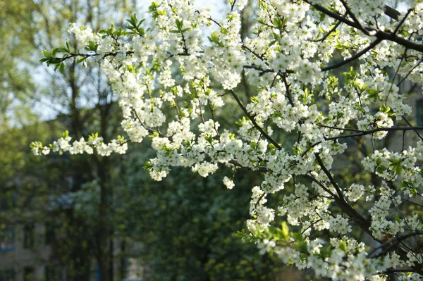 Nature Flowers Apple Spring Flowering Trees Beautiful Background — Stock Photo, Image